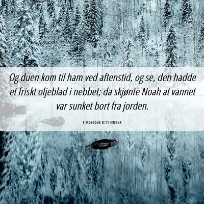Picture 06 - 1 Mosebok 8:11 NORSK - Og duen kom til ham ved aftenstid, og se, den - Bible Verse Picture