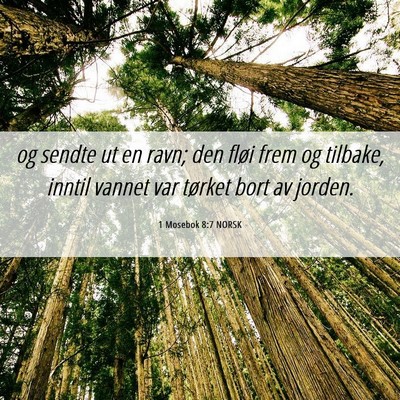 Picture 06 - 1 Mosebok 8:7 NORSK - og sendte ut en ravn; den fløi frem og tilbake, - Bible Verse Picture