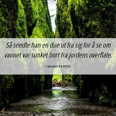 Picture 06 - 1 Mosebok 8:8 NORSK - Så sendte han en due ut fra sig for å se om - Bible Verse Picture