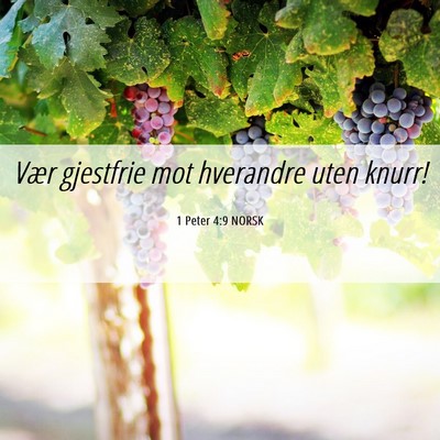Picture 06 - 1 Peter 4:9 NORSK - Vær gjestfrie mot hverandre uten - Bible Verse Picture