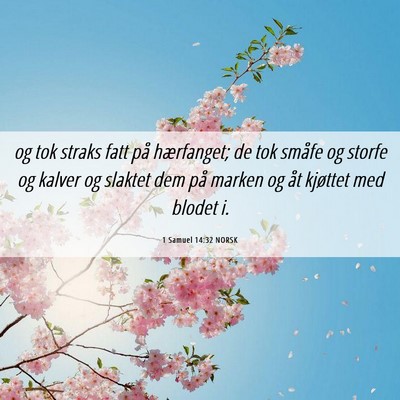 Picture 06 - 1 Samuel 14:32 NORSK - og tok straks fatt på hærfanget; de tok småfe - Bible Verse Picture