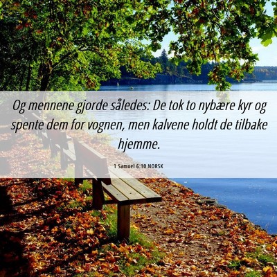 Picture 06 - 1 Samuel 6:10 NORSK - Og mennene gjorde således: De tok to nybære kyr - Bible Verse Picture