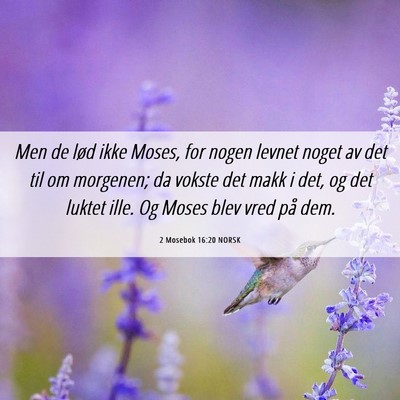 Picture 06 - 2 Mosebok 16:20 NORSK - Men de lød ikke Moses, for nogen levnet noget av - Bible Verse Picture