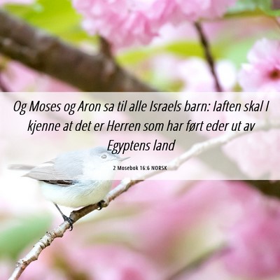 Picture 06 - 2 Mosebok 16:6 NORSK - Og Moses og Aron sa til alle Israels barn: Iaften - Bible Verse Picture
