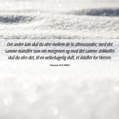 Picture 06 - 2 Mosebok 29:41 NORSK - Det andre lam skal du ofre mellem de to - Bible Verse Picture