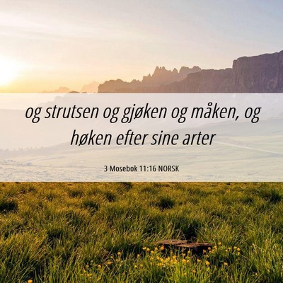 Picture 06 - 3 Mosebok 11:16 NORSK - og strutsen og gjøken og måken, og høken efter - Bible Verse Picture