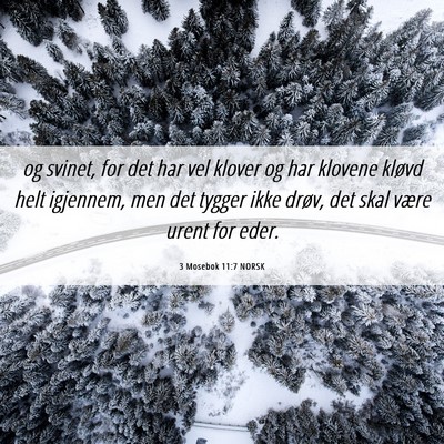 Picture 06 - 3 Mosebok 11:7 NORSK - og svinet, for det har vel klover og har klovene - Bible Verse Picture