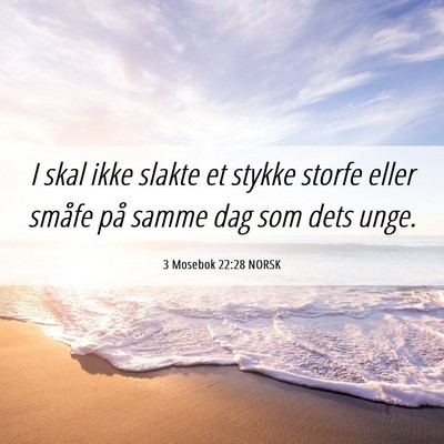 Picture 06 - 3 Mosebok 22:28 NORSK - I skal ikke slakte et stykke storfe eller småfe - Bible Verse Picture