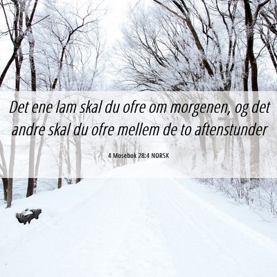 Picture 06 - 4 Mosebok 28:4 NORSK - Det ene lam skal du ofre om morgenen, og det - Bible Verse Picture