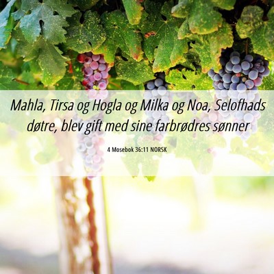 Picture 06 - 4 Mosebok 36:11 NORSK - Mahla, Tirsa og Hogla og Milka og Noa, Selofhads - Bible Verse Picture