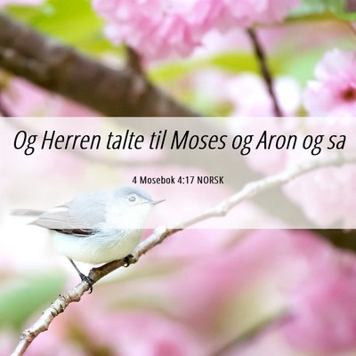 Picture 06 - 4 Mosebok 4:17 NORSK - Og Herren talte til Moses og Aron og - Bible Verse Picture