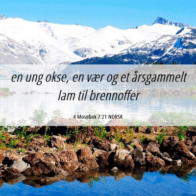 Picture 06 - 4 Mosebok 7:21 NORSK - en ung okse, en vær og et årsgammelt lam til - Bible Verse Picture