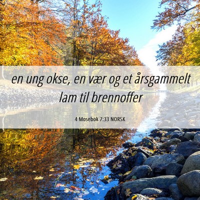 Picture 06 - 4 Mosebok 7:33 NORSK - en ung okse, en vær og et årsgammelt lam til - Bible Verse Picture
