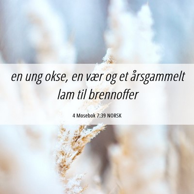 Picture 06 - 4 Mosebok 7:39 NORSK - en ung okse, en vær og et årsgammelt lam til - Bible Verse Picture