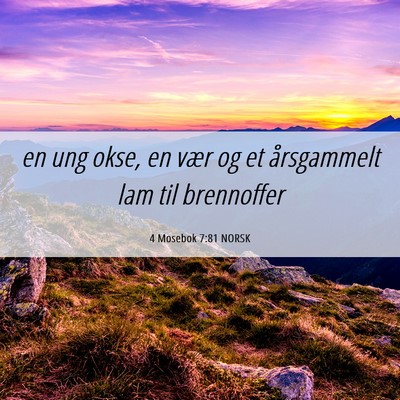 Picture 06 - 4 Mosebok 7:81 NORSK - en ung okse, en vær og et årsgammelt lam til - Bible Verse Picture