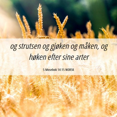 Picture 06 - 5 Mosebok 14:15 NORSK - og strutsen og gjøken og måken, og høken efter - Bible Verse Picture