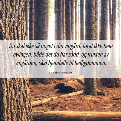 Picture 06 - 5 Mosebok 22:9 NORSK - Du skal ikke så noget i din vingård, forat ikke - Bible Verse Picture