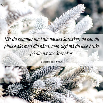 Picture 06 - 5 Mosebok 23:25 NORSK - Når du kommer inn i din næstes kornaker, da kan - Bible Verse Picture