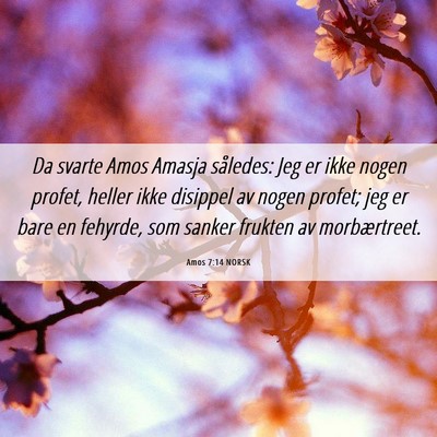 Picture 06 - Amos 7:14 NORSK - Da svarte Amos Amasja således: Jeg er ikke nogen - Bible Verse Picture