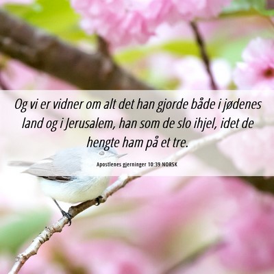 Picture 06 - Apostlenes gjerninger 10:39 NORSK - Og vi er vidner om alt det han gjorde både i - Bible Verse Picture