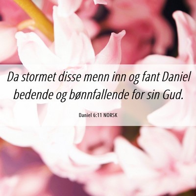 Picture 06 - Daniel 6:11 NORSK - Da stormet disse menn inn og fant Daniel bedende - Bible Verse Picture