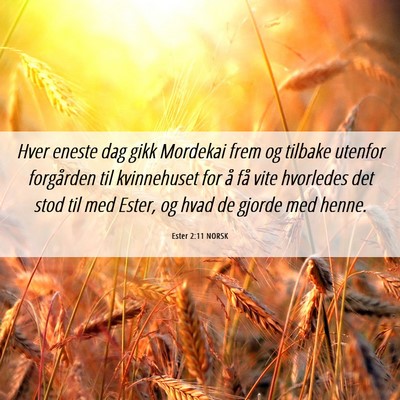 Picture 06 - Ester 2:11 NORSK - Hver eneste dag gikk Mordekai frem og tilbake - Bible Verse Picture