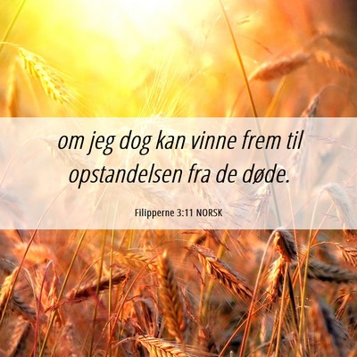 Picture 06 - Filipperne 3:11 NORSK - om jeg dog kan vinne frem til opstandelsen fra de - Bible Verse Picture