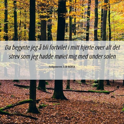 Picture 06 - Forkynneren 2:20 NORSK - Da begynte jeg å bli fortvilet i mitt hjerte - Bible Verse Picture