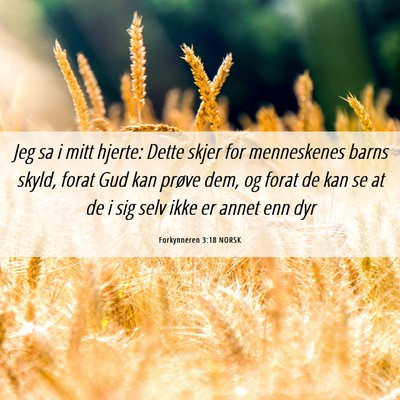 Picture 06 - Forkynneren 3:18 NORSK - Jeg sa i mitt hjerte: Dette skjer for menneskenes - Bible Verse Picture