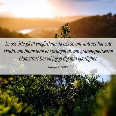 Picture 06 - Høysangen 7:12 NORSK - La oss årle gå til vingårdene, la oss se om - Bible Verse Picture