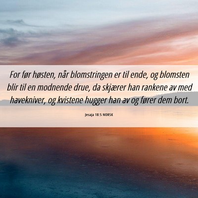 Picture 06 - Jesaja 18:5 NORSK - For før høsten, når blomstringen er til ende, - Bible Verse Picture