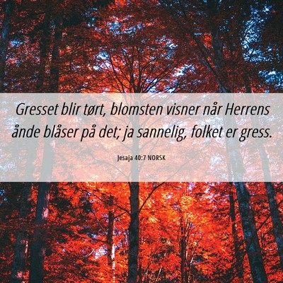Picture 06 - Jesaja 40:7 NORSK - Gresset blir tørt, blomsten visner når Herrens - Bible Verse Picture