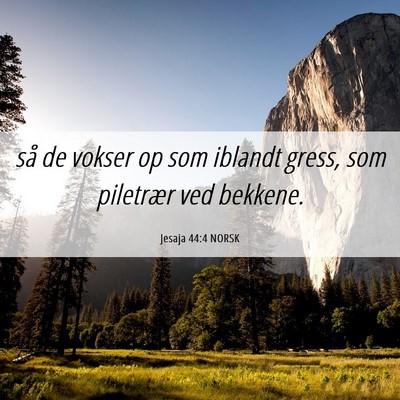 Picture 06 - Jesaja 44:4 NORSK - så de vokser op som iblandt gress, som piletrær - Bible Verse Picture