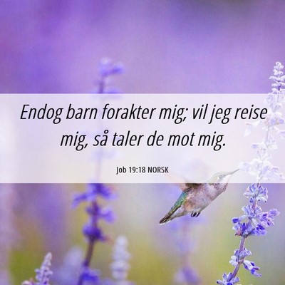 Picture 06 - Job 19:18 NORSK - Endog barn forakter mig; vil jeg reise mig, så - Bible Verse Picture