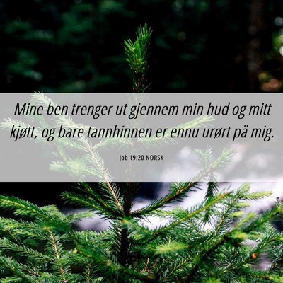 Picture 06 - Job 19:20 NORSK - Mine ben trenger ut gjennem min hud og mitt - Bible Verse Picture