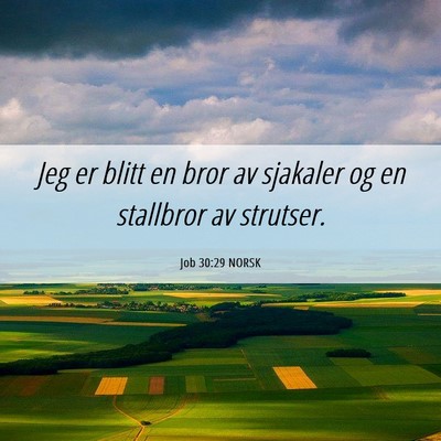 Picture 06 - Job 30:29 NORSK - Jeg er blitt en bror av sjakaler og en stallbror - Bible Verse Picture