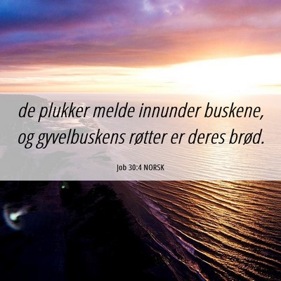 Picture 06 - Job 30:4 NORSK - de plukker melde innunder buskene, og - Bible Verse Picture