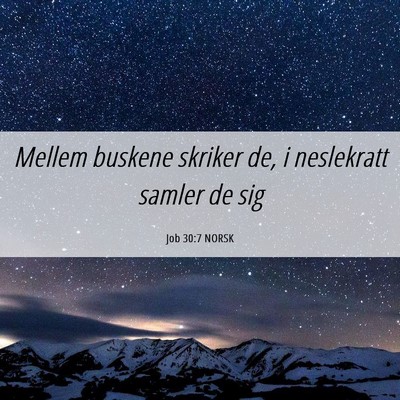 Picture 06 - Job 30:7 NORSK - Mellem buskene skriker de, i neslekratt samler de - Bible Verse Picture