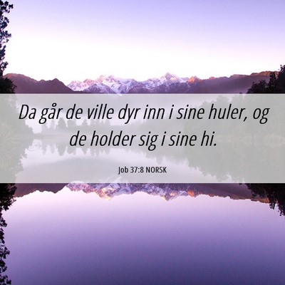 Picture 06 - Job 37:8 NORSK - Da går de ville dyr inn i sine huler, og de - Bible Verse Picture