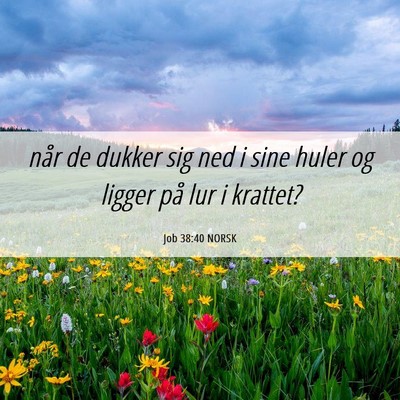 Picture 06 - Job 38:40 NORSK - når de dukker sig ned i sine huler og ligger på - Bible Verse Picture
