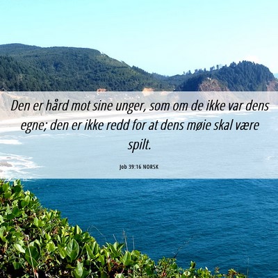 Picture 06 - Job 39:16 NORSK - Den er hård mot sine unger, som om de ikke var - Bible Verse Picture