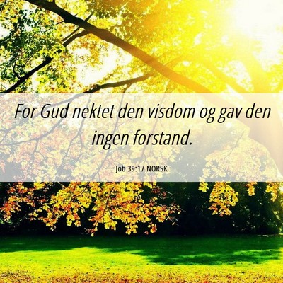 Picture 06 - Job 39:17 NORSK - For Gud nektet den visdom og gav den ingen - Bible Verse Picture