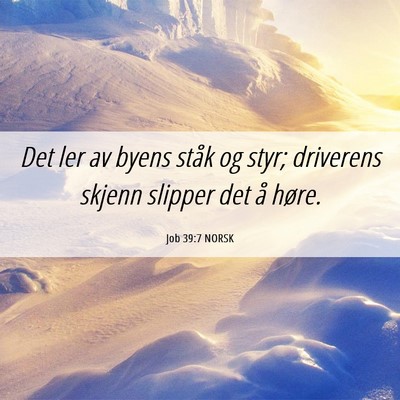 Picture 06 - Job 39:7 NORSK - Det ler av byens ståk og styr; driverens skjenn - Bible Verse Picture