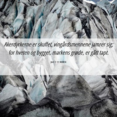 Picture 06 - Joel 1:11 NORSK - Akerdyrkerne er skuffet, vingårdsmennene jamrer - Bible Verse Picture