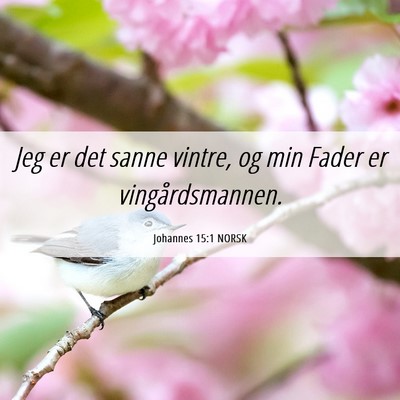 Picture 06 - Johannes 15:1 NORSK - Jeg er det sanne vintre, og min Fader er - Bible Verse Picture