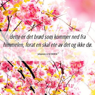 Picture 06 - Johannes 6:50 NORSK - dette er det brød som kommer ned fra himmelen, - Bible Verse Picture