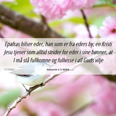Picture 06 - Kolosserne 4:12 NORSK - Epafras hilser eder, han som er fra eders by, en - Bible Verse Picture