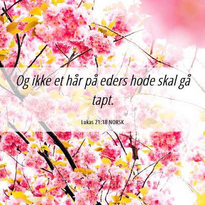 Picture 06 - Lukas 21:18 NORSK - Og ikke et hår på eders hode skal gå - Bible Verse Picture