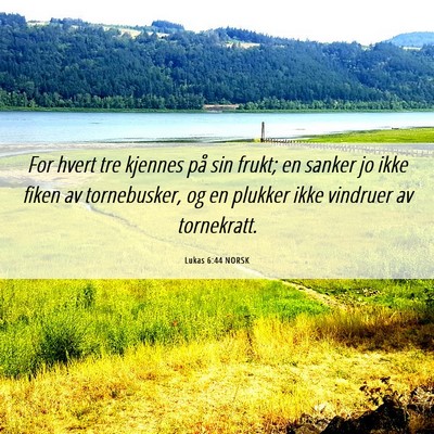 Picture 06 - Lukas 6:44 NORSK - For hvert tre kjennes på sin frukt; en sanker jo - Bible Verse Picture