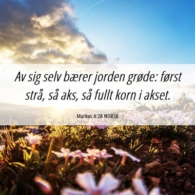 Picture 06 - Markus 4:28 NORSK - Av sig selv bærer jorden grøde: først strå, - Bible Verse Picture